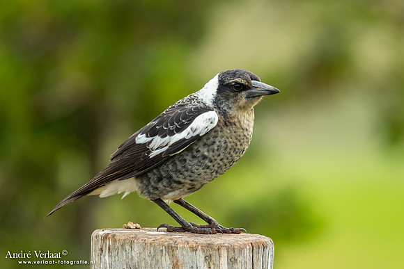 Zwartrugfluitvogel / Australian Magpie - Highfields Qld