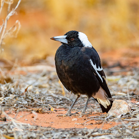 Zwartrugfluitvogel / Australian Magpie - Palm Valley NT