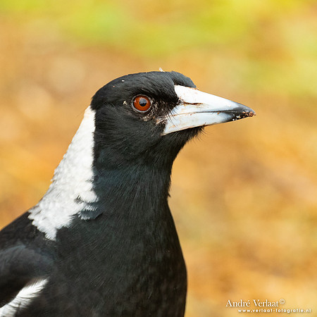 Zwartrugfluitvogel / Australian Magpie - Highfields Qld