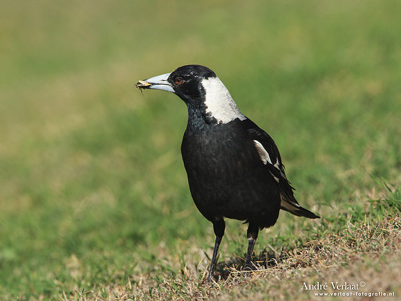 Zwartrugfluitvogel / Australian Magpie - Highfields
