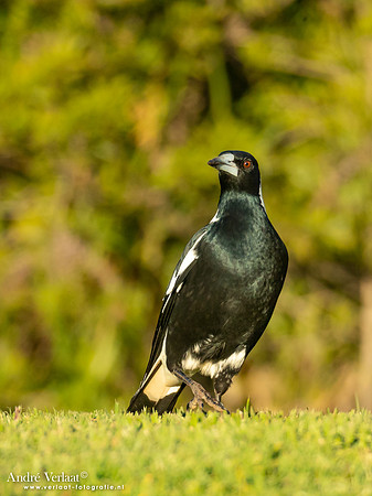 Zwartrugfluitvogel / Australian Magpie - Highfields Qld