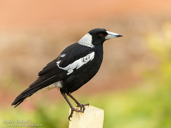 Zwartrugfluitvogel / Australian Magpie - Highfields Qld