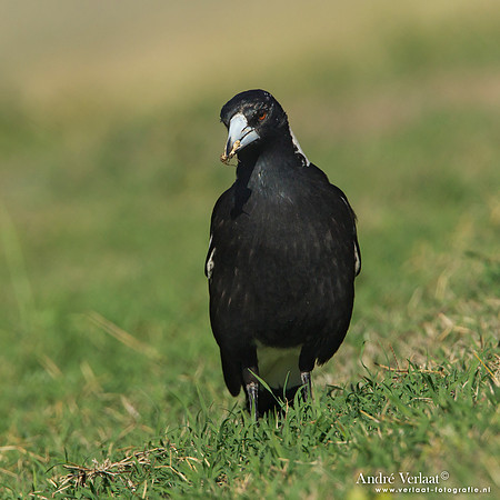 Zwartrugfluitvogel / Australian Magpie - Highfields