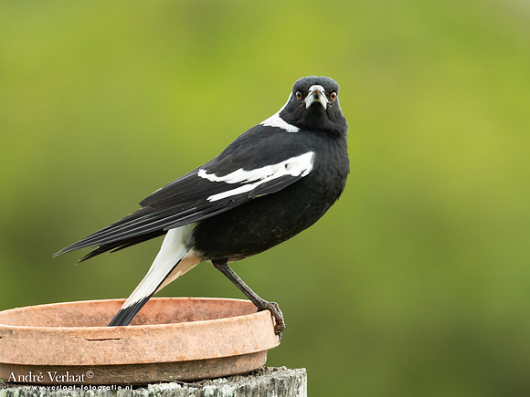 Zwartrugfluitvogel / Australian Magpie - Highfields Qld