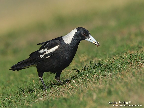 Zwartrugfluitvogel / Australian Magpie - Highfields