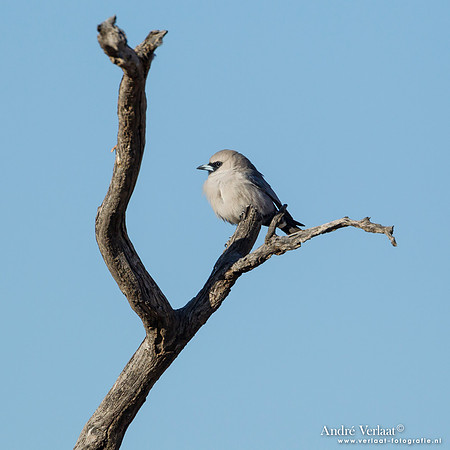 Zwartteugelspitsvogel / Black-faced Woodswallow - Bowra Sanctuary