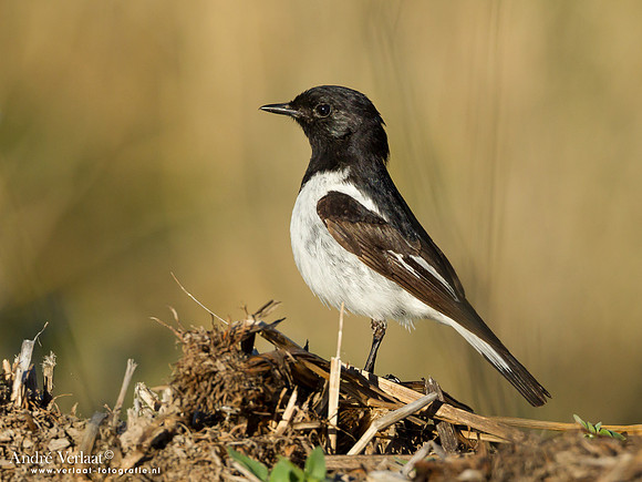 Zwartkopvliegenvanger / Hooded Robin - Bowra Sanctuary