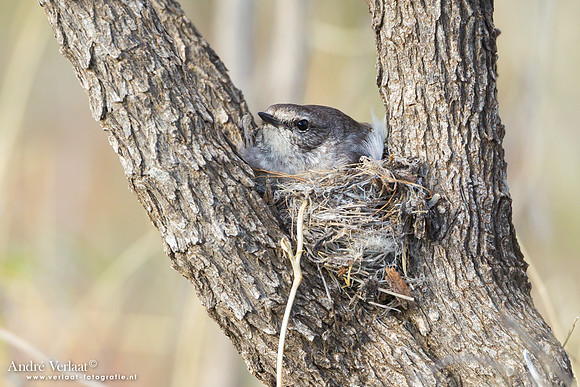 Zwartkopvliegenvanger / Hooded Robin - Bowra Sanctuary