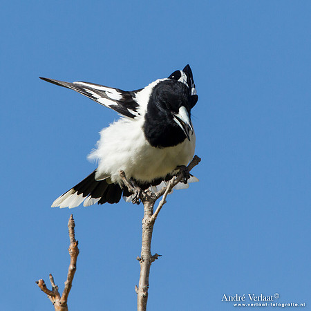 Zwartkeelorgelvogel / Pied Butcherbird - Highfields