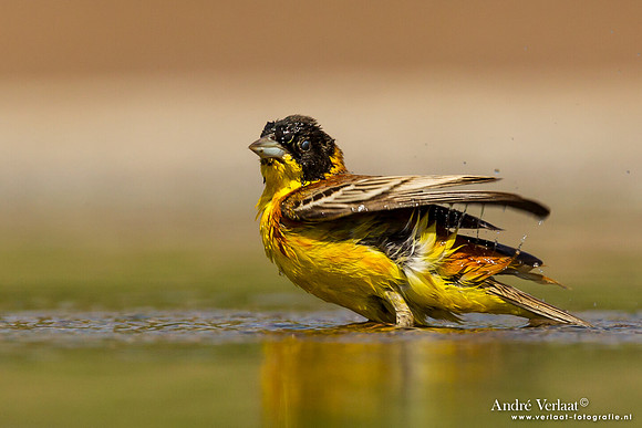 Zwartkopgors / Black-headed Bunting - Lesvos