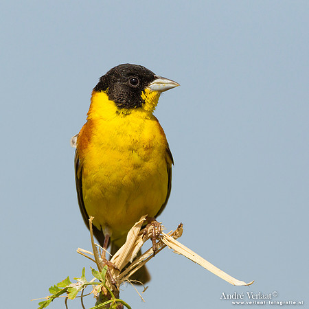 Zwartkopgors / Black-headed Bunting - Lesvos