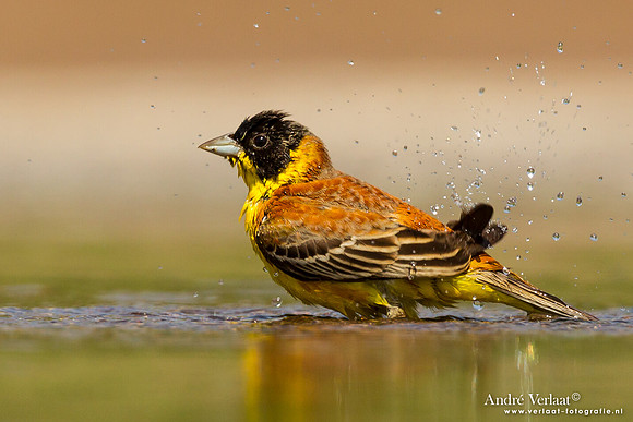 Zwartkopgors / Black-headed Bunting - Lesvos