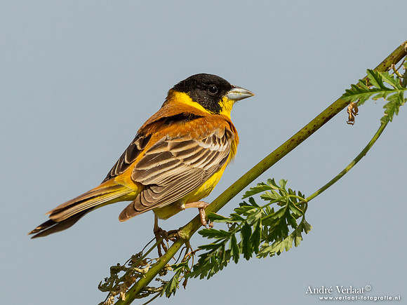 Zwartkopgors / Black-headed Bunting - Lesvos