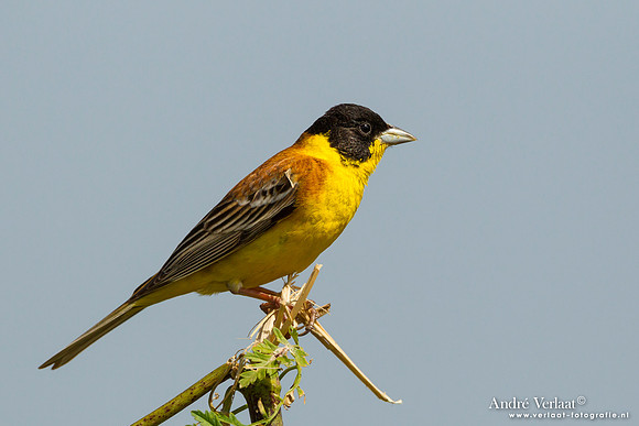 Zwartkopgors / Black-headed Bunting - Lesvos