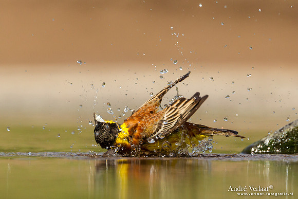 Zwartkopgors / Black-headed Bunting - Lesvos