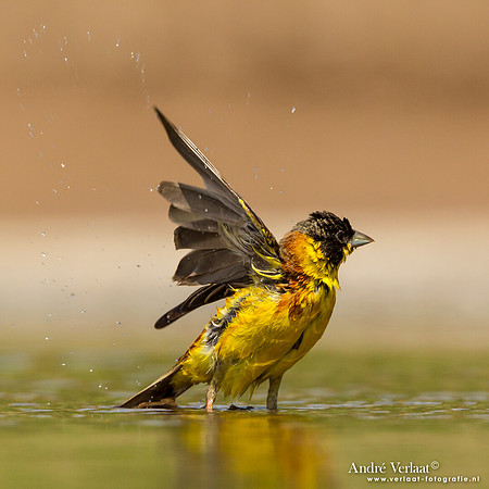 Zwartkopgors / Black-headed Bunting - Lesvos