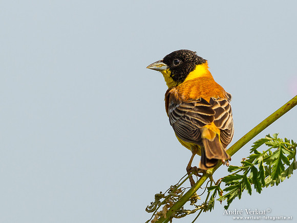 Zwartkopgors / Black-headed Bunting - Lesvos