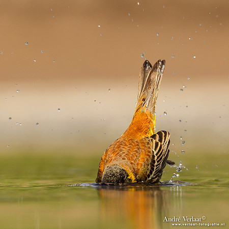 Zwartkopgors / Black-headed Bunting - Lesvos