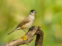 Zwartkop / Blackcap - Tiszagyenda