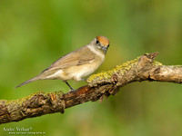 Zwartkop / Blackcap (F) - Tiszagyenda