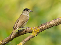 Zwartkop / Blackcap