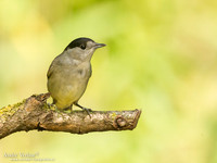 Zwartkop / Blackcap - Tiszagyenda