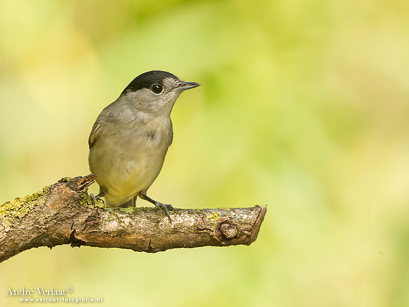 Zwartkop / Blackcap - Tiszagyenda