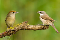 Zwartkop / Blackcap (F) # Braamsluiper / Lesser Whitethroat - Tiszagyenda