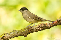 Zwartkop / Blackcap - Tiszagyenda