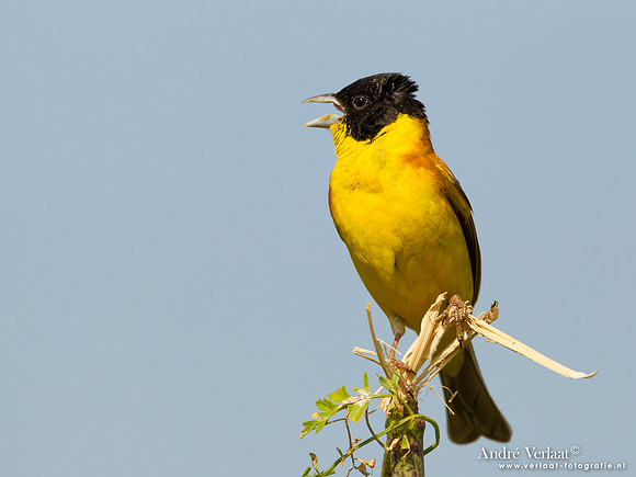 Zwartkopgors / Black-headed Bunting - Lesvos
