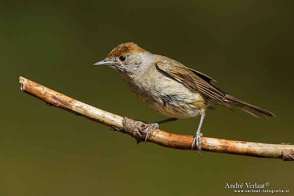 Zwartkop / Blackcap - Lemelerberg