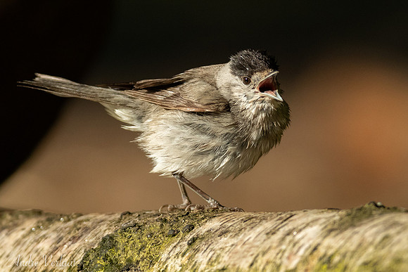 Zwartkop / Blackcap - Oss