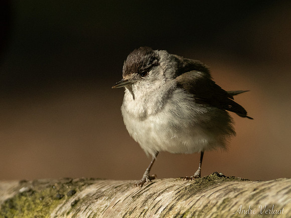Zwartkop / Blackcap - Oss