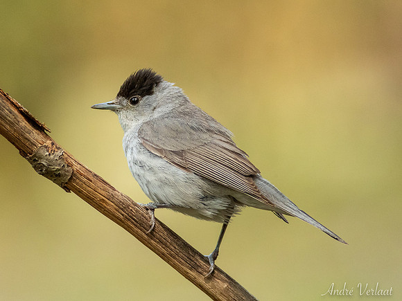 Zwartkop / Blackcap - Oss