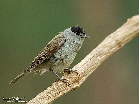 Zwartkop / Blackcap - Holten