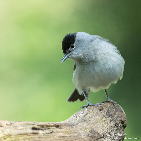 Zwartkop / Blackcap - Oss