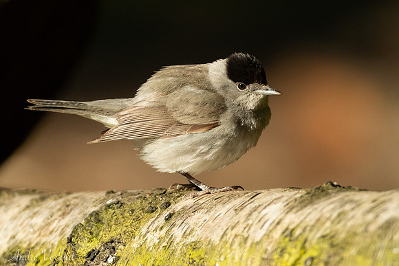 Zwartkop / Blackcap - Oss