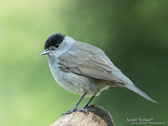 Zwartkop / Blackcap - Oss