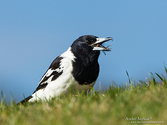 Zwartkeelorgelvogel / Pied Butcherbird - Highfields