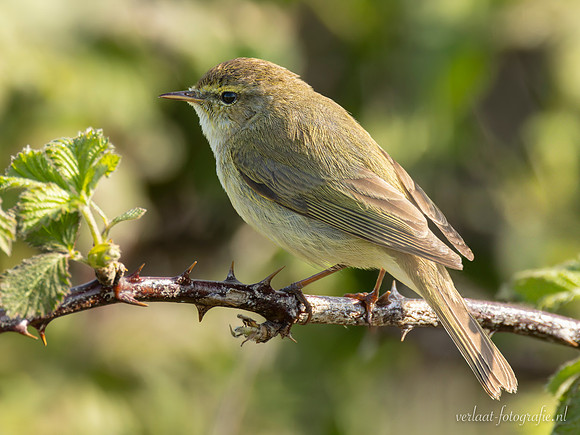 Tjiftjaf / Northern Chiffchaff - Zouweboezem