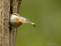 Turkse Boomklever / Krüper's Nuthatch - Lesvos