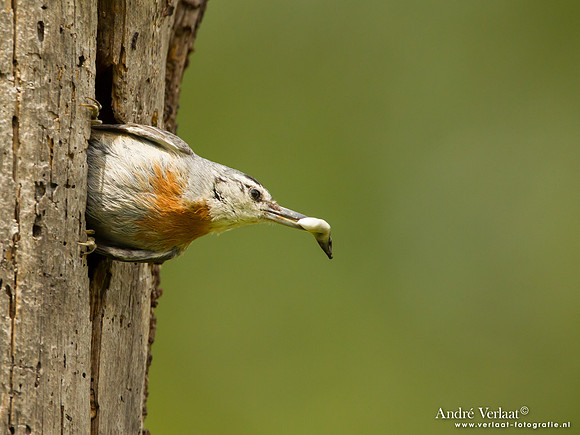 Turkse Boomklever / Krüper's Nuthatch - Lesvos