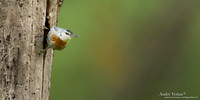 Turkse Boomklever / Krüper's Nuthatch - Lesvos