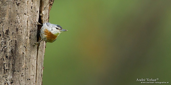 Turkse Boomklever / Krüper's Nuthatch - Lesvos