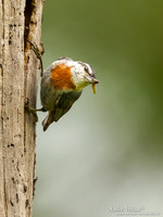 Turkse Boomklever / Krüper's Nuthatch - Lesvos