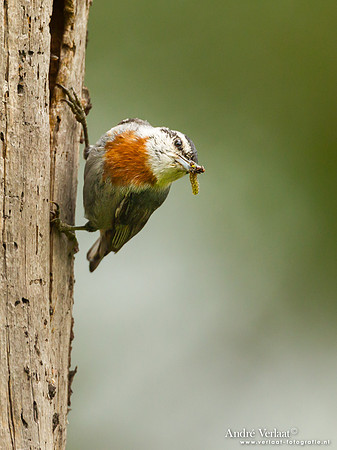 Turkse Boomklever / Krüper's Nuthatch - Lesvos