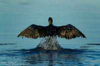 Zwarte Aalscholver / Little Black Cormorant - Yellow Waters NT