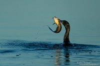 Zwarte Aalscholver / Little Black Cormorant - Yellow Waters NT