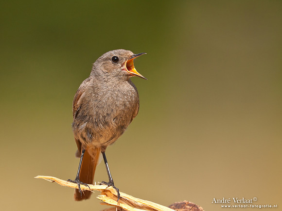 Zwarte Roodstaart / Black Redstart - Le Thillot
