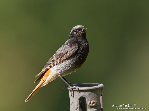 Zwarte Roodstaart / Black Redstart - Le Thillot